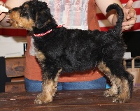 Des Monts Yome - Airedale Terrier - Portée née le 27/08/2016